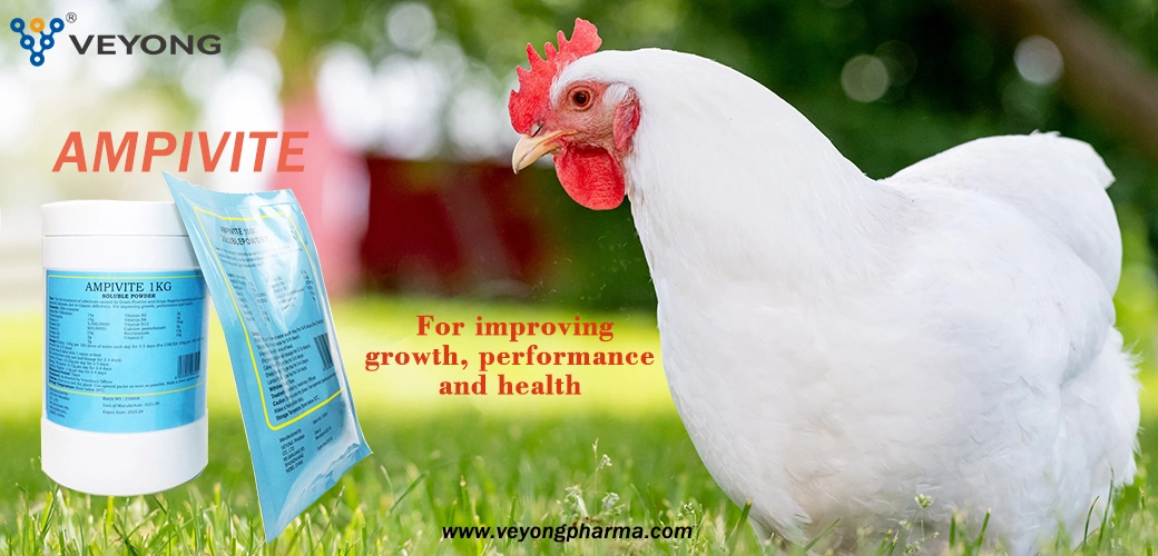 Poultry Booster Powder Broiler Feed Broiler Premix Price Wholesale Poultry Feed Premix From China Factories